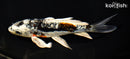 7" GINRIN ARAGOKE BENI KIKOKURYU BUTTERFLY