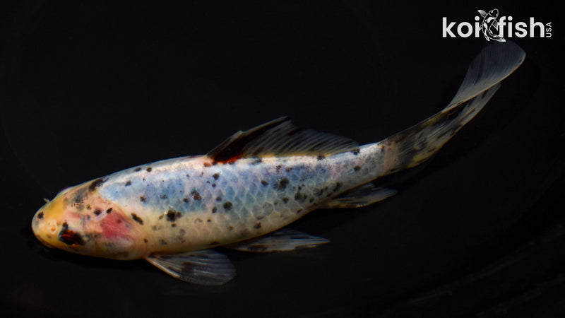 7.5" SHUBUNKIN GOLDFISH