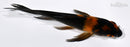 4.75" HI UTSUURI BUTTERFLY