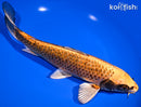 9.75" KIN ORENJI MATSUBA