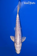 7" DOITSU PLATINUM OGON