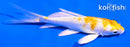 4.5" GINRIN LEMON HARIWAKE BUTTERFLY