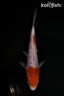 5.5" DOITSU OCHIBA SHIGURE