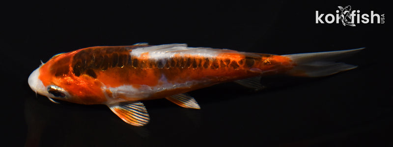 5" HI SHUSUI