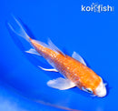 5" GINRIN HARIWAKE BUTTERFLY