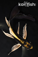 8.75" KIN KIKOKURYU BUTTERFLY