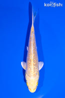 5" GINRIN YAMABUKI OGON