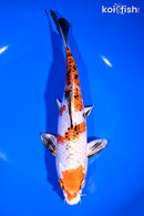 8.25" YAMATO NISHIKI