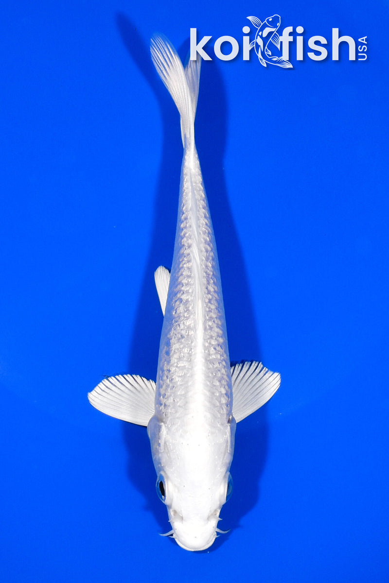 5.75" GINRIN PLATINUM OGON