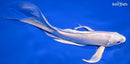8.25" PLATINUM OGON BUTTERFLY