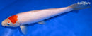 10.5" TANCHO KOHAKU