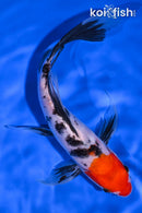 7.75" SANKE BUTTERFLY
