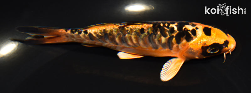 5.5" ARAGOKE BENI KIKOKURYU