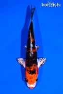 5.75" HEISEI NISHIKI