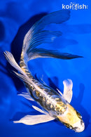 7.5" GINRIN ARAGOKE KIN KIKOKURYU BUTTERFLY