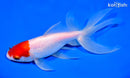 8" WATONAI GOLDFISH