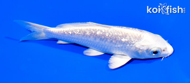 5" GINRIN PLATINUM OGON