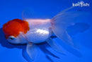 4.75" ORANDA GOLDFISH