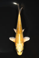 6.5" KUJAKU
