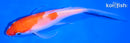 5.25" KOHAKU BUTTERFLY