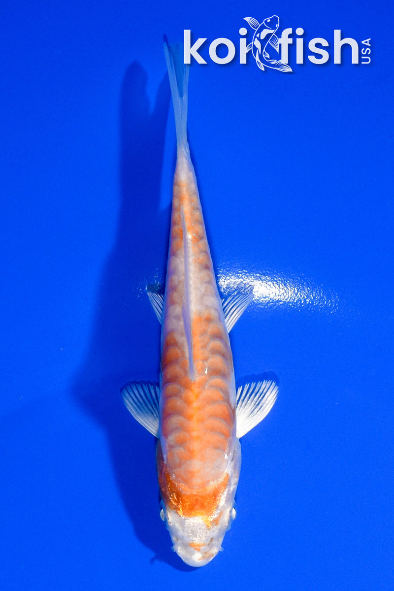 4" ARMOR SCALED KIKUSUI
