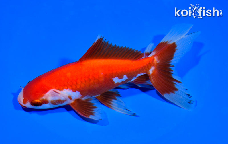 6" SARASA WATONAI GOLDFISH