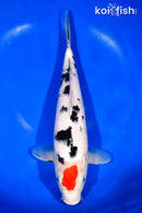 14.5" TANCHO SANKE