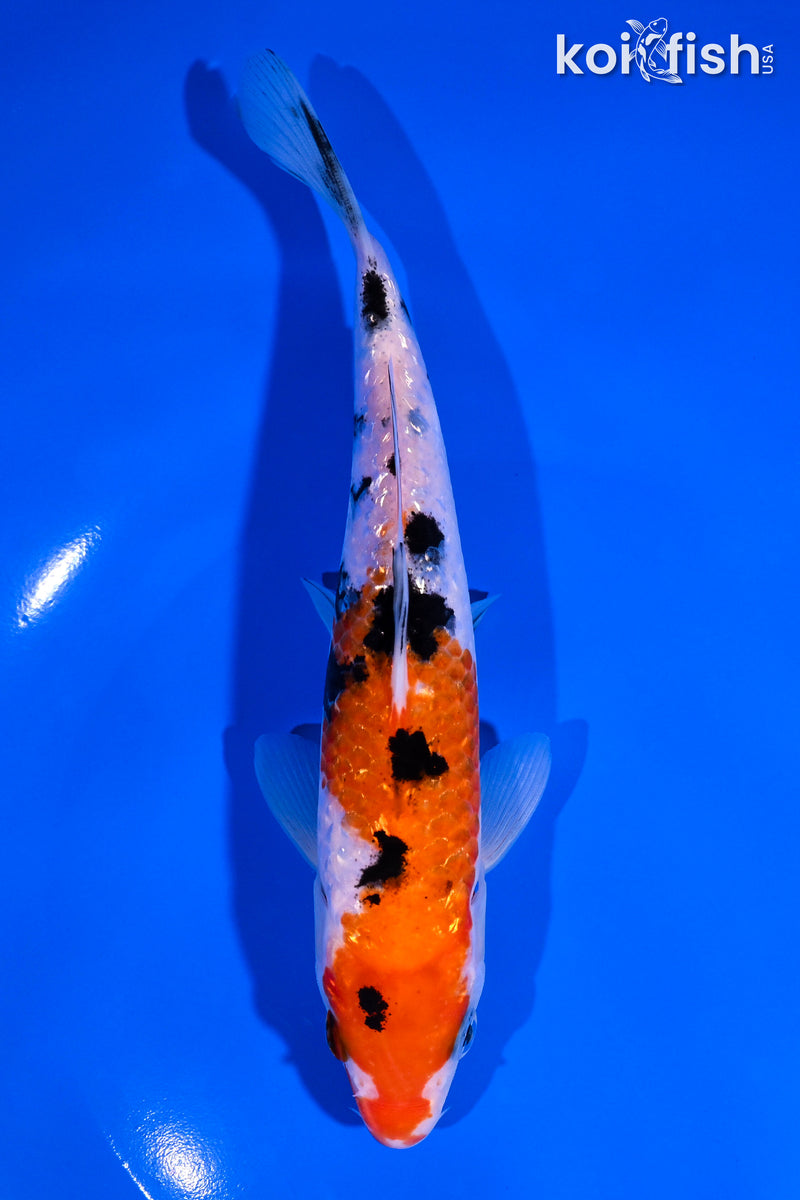 7" GINRIN SANKE