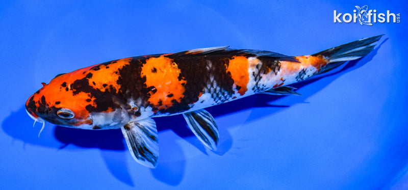 9.75" HI SHOWA