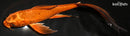 9.75" KIN ORENJI MATSUBA BUTTERFLY
