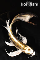 9.25" KIN KIKOKURYU BUTTERFLY