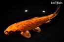 10.75" GINRIN ORENJI MATSUBA