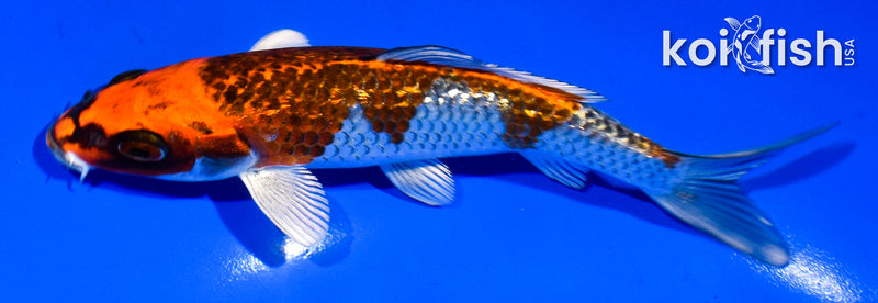 5.5" GINRIN BENI GINGA