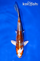5.5" KUJAKU