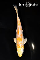 5.75" HARIWAKE