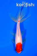 5.75" KUCHIBENI MARUTEN WATONAI GOLDFISH