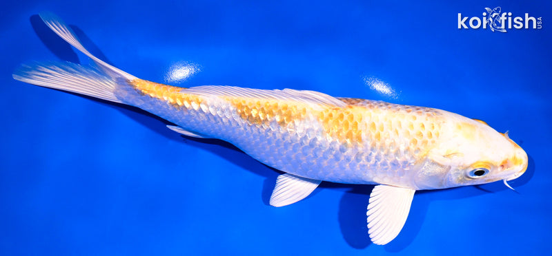 9.5" GINRIN HARIWAKE