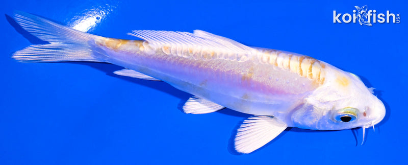 4.25" DOITSU LEMON HARIWAKE
