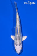4.25" GIN MATSUBA