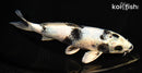 7.5" GINRIN GIN SHIRO UTSURI