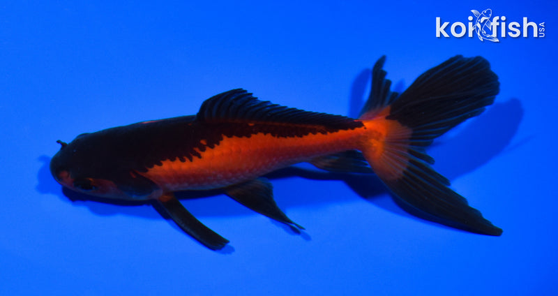 5.25" WATONAI GOLDFISH