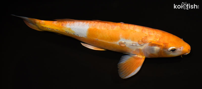 14.75" DOITSU OCHIBA SHIGURE