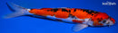 10.75" DOITSU GOSHIKI