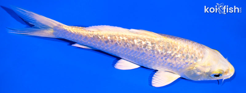 5.25" GINRIN YAMABUKI OGON