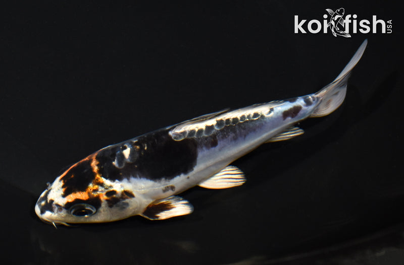 5.75" BENI KIKOKURYU