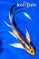 5.5" GINRIN KIN KIKOKURYU BUTTERFLY