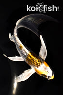 7" KUJAKU BUTTERFLY