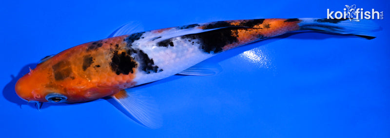 5.5" SANKE