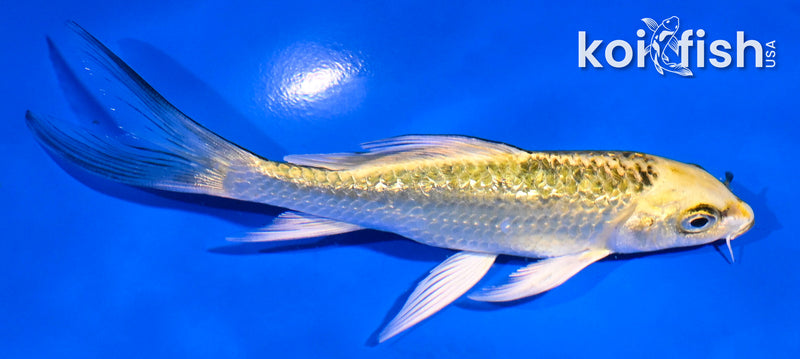 5" GINRIN KI MATSUBA BUTTERFLY