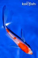 5.25" HARIWAKE BUTTERFLY